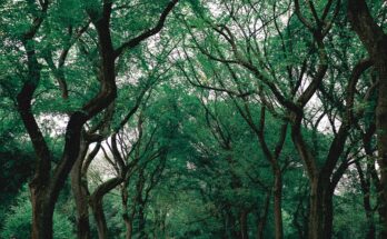 🌍 Eco-Friendly Habits That Can Change the World I