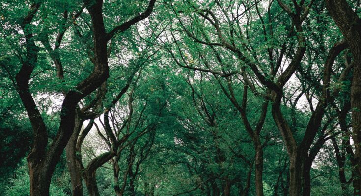 ๐ Eco-Friendly Habits That Can Change the World I